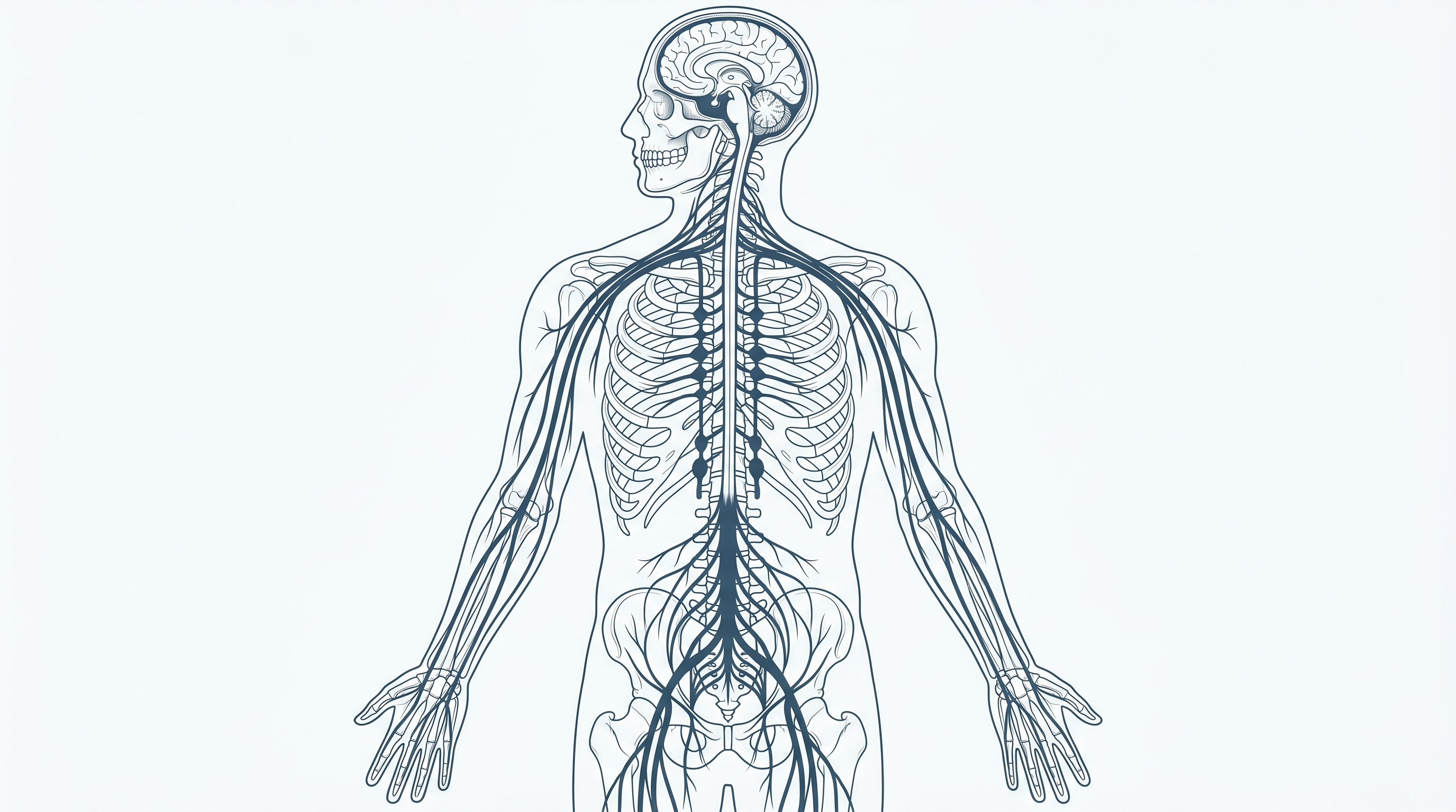 Neural Transmission Pathways